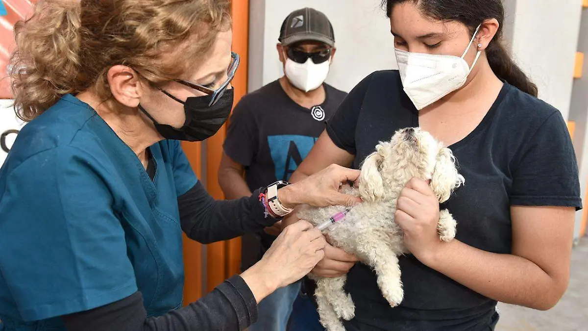 Las jornadas de esterilización son gratuitas